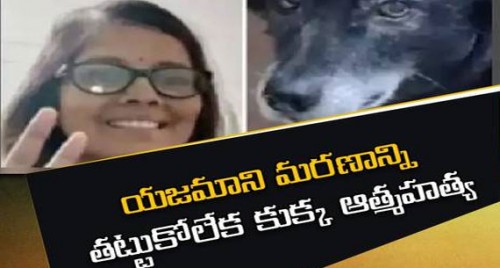 యజమాని మరణం..కుక్క ఆత్మహత్య

