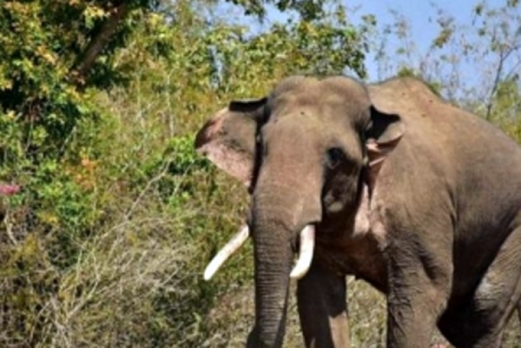 Man trampled to death by wild elephants in Andhra