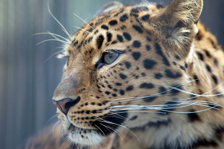 Drones deployed to trace movements of leopard in Andhra Pradesh