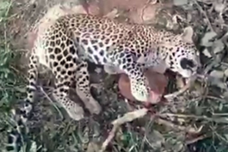 Leopard dies after falling in a trap in Andhra Pradesh