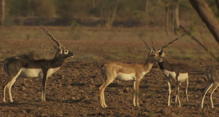 Population of the blackbuck increased from 22,000 to over 50,000