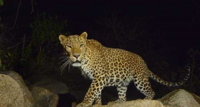 Commuter found Leopard at Tirumala Tirupati ghat road