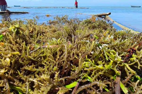 Seaweed Cultivation Gets Major Attention From Andhra Pradesh CM