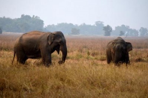 Couple trampled to death by wild elephants in Andhra Pradesh