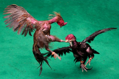 Before Sankranti, NGO calls for boycott of cockfighting