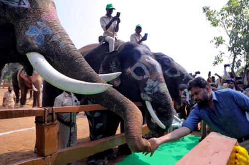 Andhra Deputy CM Pawan Kalyan Inaugurates Kumki Elephant Training Centre