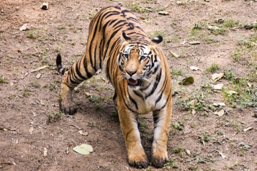 Tiger movement around Rajahmundry town triggers panic