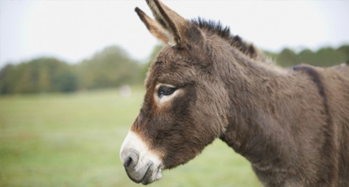 Andhra police rescue 36 donkeys, seize over 500 kg donkey meat