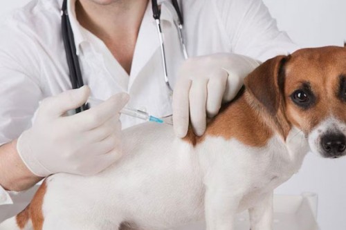 Chennai corporation to launch mass vaccination drive for stray dogs from July