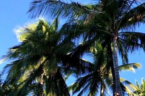 TN farmers seek urgent help from govt as 28 lakh diseased coconut trees face axe in Coimbatore