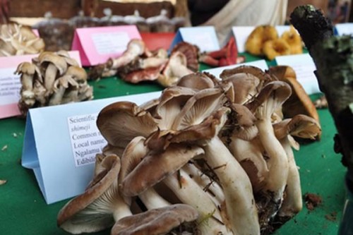 Eating 5 mushrooms a day may help combat heart disease, cancer