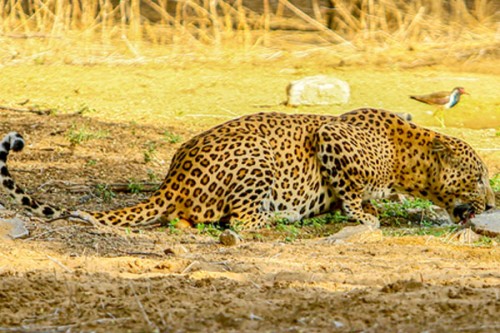 Leopard enters CRPF camp in J&K's Anantnag, injuries trooper