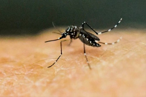 UP: Directives to students as dengue cases on the rise