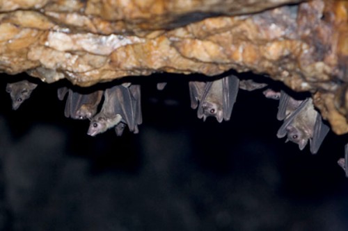 Scientists detect new Covid-like virus from moustached bats in Brazil