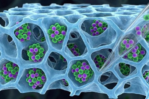 IIT Bombay develops method to recover T-cells for cancer therapies