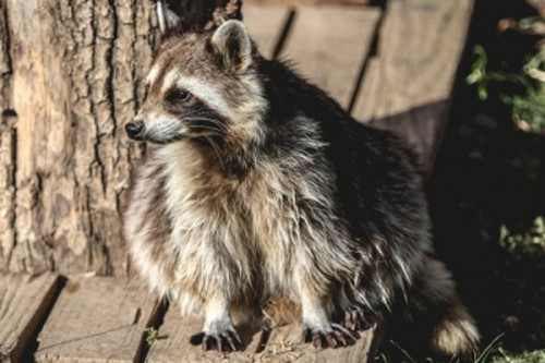 Covid origin linked to raccoon dogs: WHO asks China to share more data
