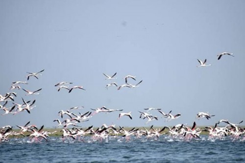 New spots emerge as roosting, breeding grounds for migratory birds in Chennai