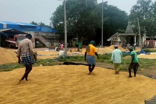 Delta farmers urge Stalin govt to raise moisture limit for paddy procurement