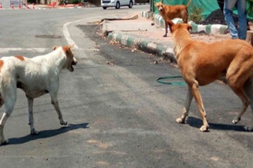 Kerala woman dies of rabies, Human Rights Commission wants action plan