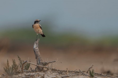 Chhari Dhand in Kutch becomes Gujarat's fifth Ramsar Wetland