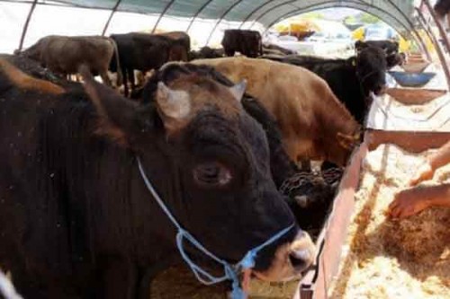 Jordan closes livestock barns after foot-and-mouth disease detected
