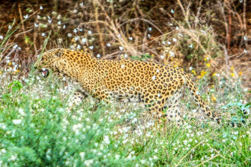 TN villagers protest in Erode demanding capture of leopard after killing of 2 cow calves