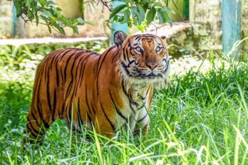 Farmer killed in tiger attack in Karnataka's Mysuru