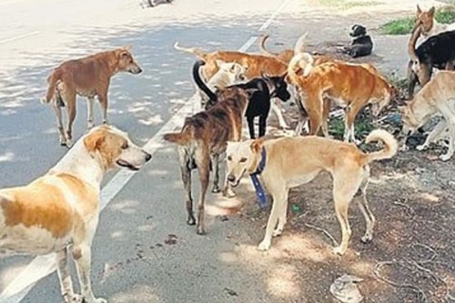 TN to appoint 76 animal welfare officers, set up 138 new centres for stray dog control