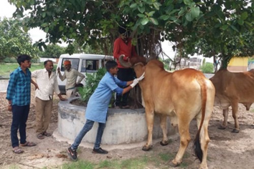 States adequately funded for vaccinating bovines against livestock diseases: Govt