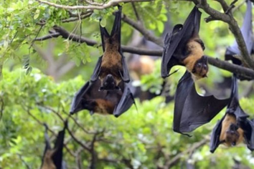 Japanese researchers to begin human trial for Nipah vaccine in April