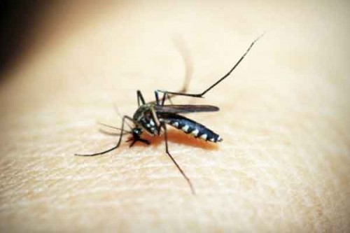How climate change impacts transmission of malaria