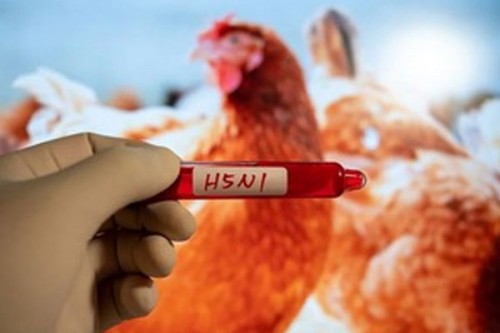 Cambodia records fourth death of H5N1 bird flu in 2025