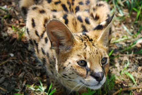 African Wild Cat rescued by BSF along India-Bangladesh border