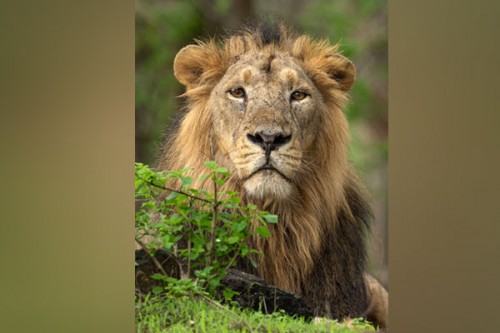 Five fined for intrusion in Gir's protected zone