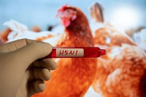 Cambodia records seventh human case of H5N1 bird flu in 2025