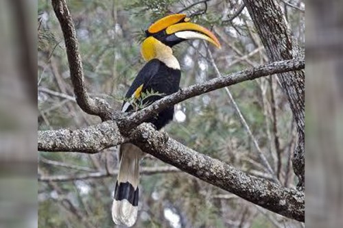 India's first hornbill conservation centre to come up at Annamalai Tiger Reserve in Tamil Nadu