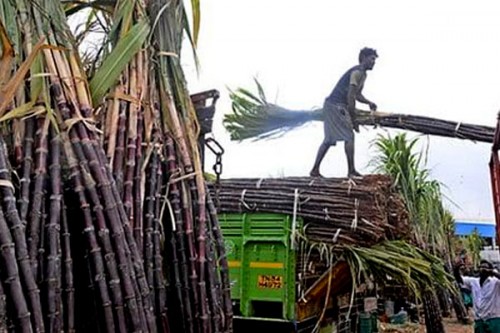 TN Pongal hampers: Facing losses, say farmers on 'low procurement' price for red sugarcane