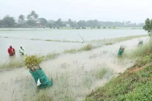 TN BJP, NTK urge Stalin govt to provide immediate relief to flood-hit delta farmers