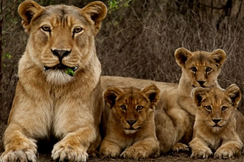 Gujarat census finds 891 lions, 7,672 wild asses as state leads in biodiversity