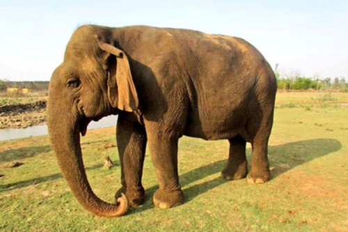 Tearful farewell to centenarian 'Vatsala' at Panna Tiger Reserve