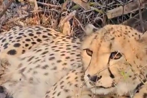 India-born 'Mukhi' gives birth to 5 cubs in Kuno; MP CM calls it 'unprecedented breakthrough'