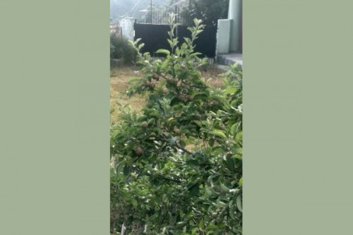 Thieves steal 400 high density apple trees of physically challenged farmer in J&K's Shopian