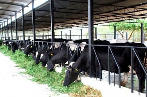 ?90 cr high-tech dairy plant nears completion in TN's Namakkal; set to revolutionise milk processing
