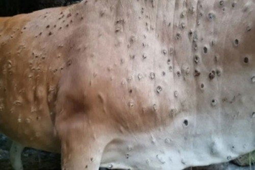 Lumpy Skin Disease reported in 10 states, over 28 cr animals vaccinated: Centre