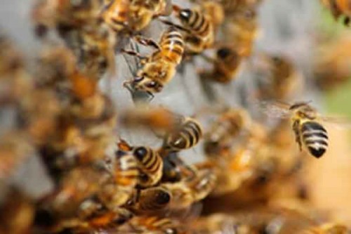 Nearly 15 voters injured in bee attack during balloting in Tripura