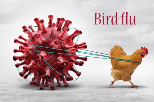 Bird flu: 6,000 chickens culled in Patna