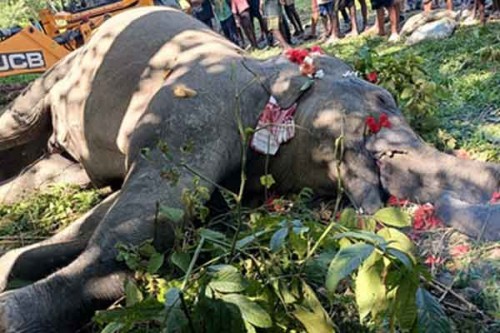 Wild elephant succumbs three days after being rescued from slush near Uduthorehalla reservoir in Karnataka