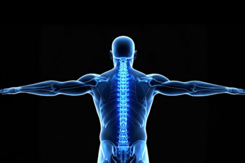 Japanese researchers successfully regenerate bone using stem cells