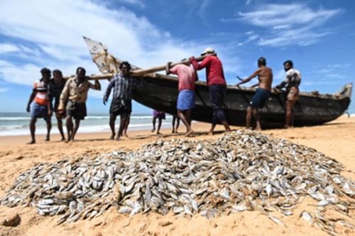 Govt doubles down on structured skilling for fish farmers, 22,921 benefitted