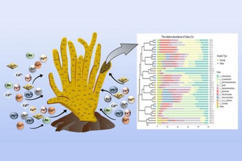 Indian study shows how freshwater sponge-associated microbes can tackle metal pollution